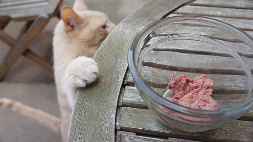Raw food for cats