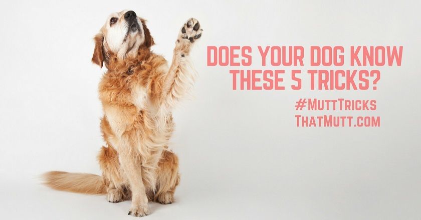 Does your dog know these 5 tricks?