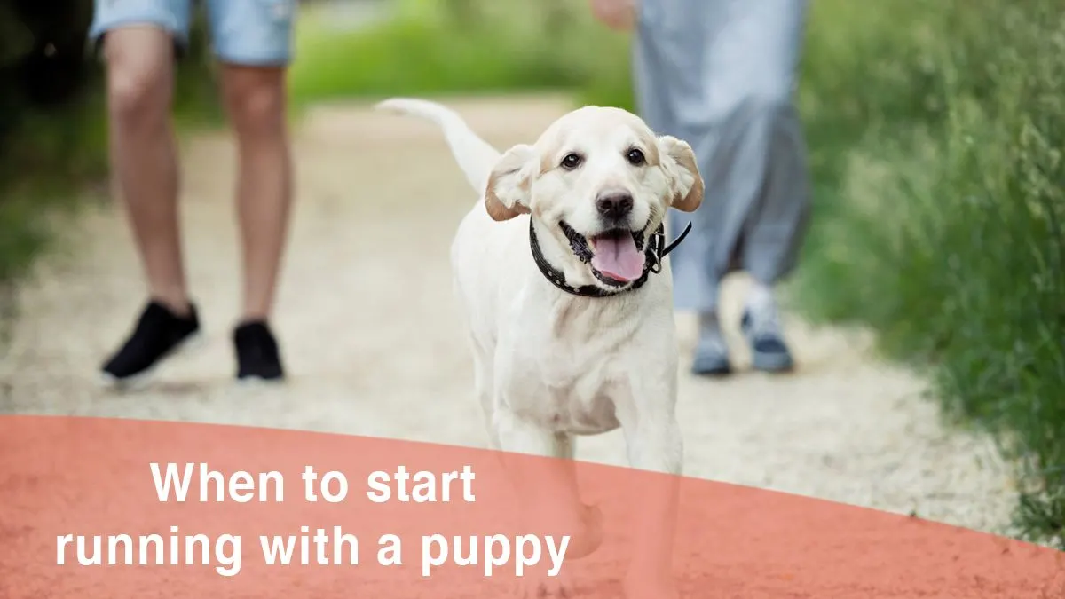 When to run with a puppy