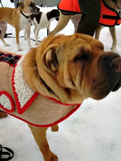 The Shar Pei on the holiday hike
