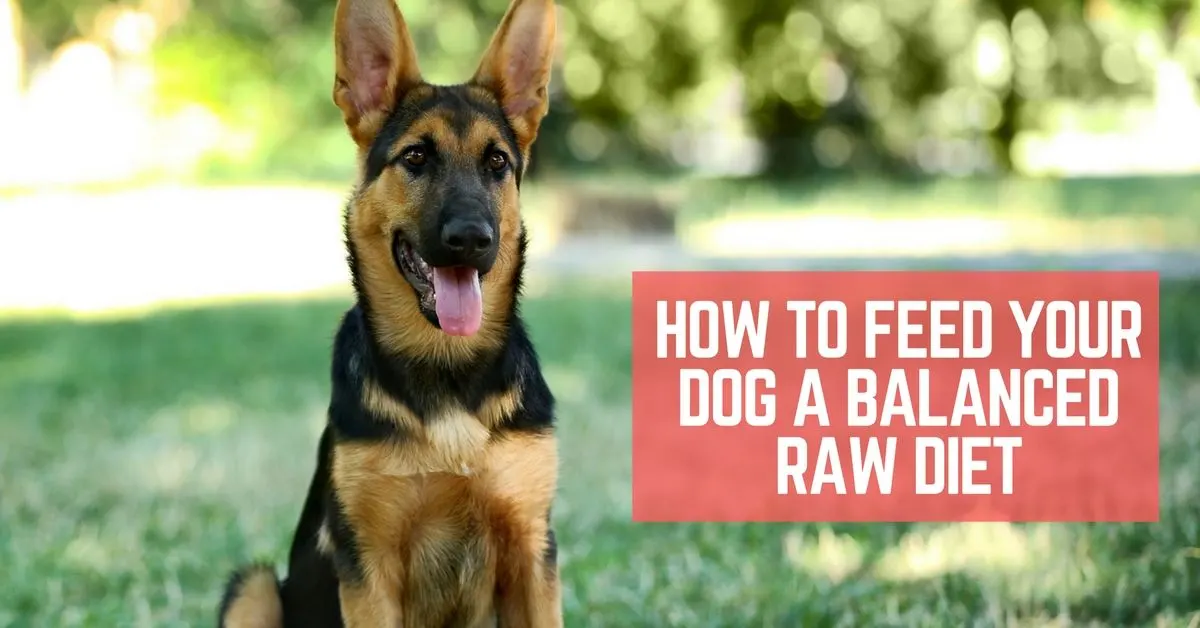 How to feed your dog a balanced raw diet