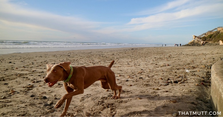 Beach dog!