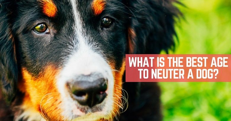 What is the best age to neuter a dog?