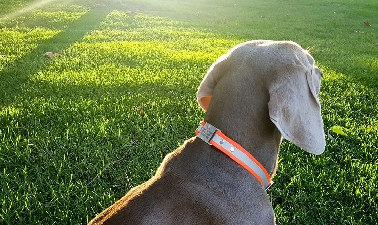 Reflective waterproof dog collar