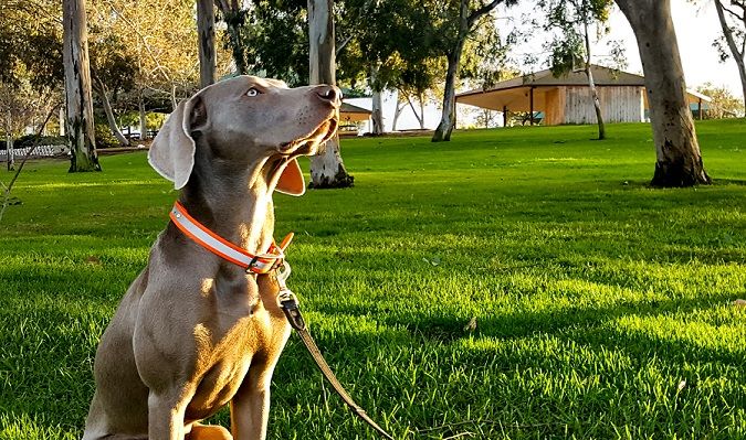 Increase your dog's impulse control - obedience
