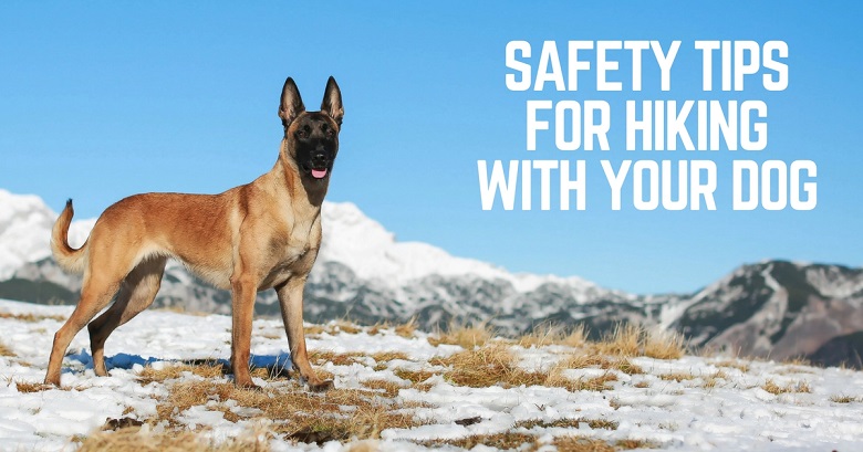 Safety tips for hiking with your dog