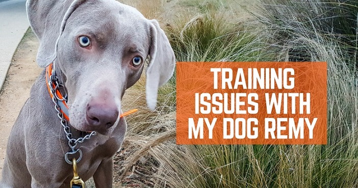 Training issues with my weimaraner dog