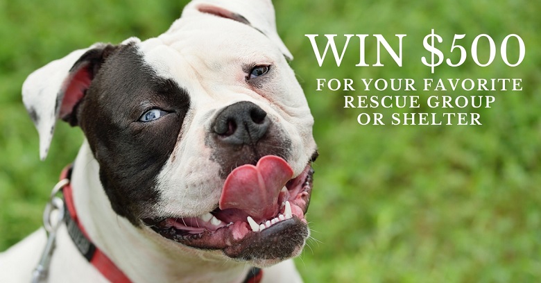 Win $500 for your favorite shelter
