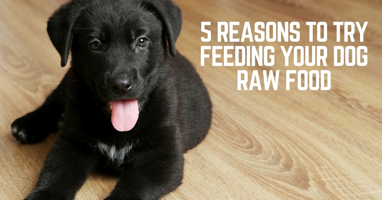 Reasons to try feeding your dog raw food