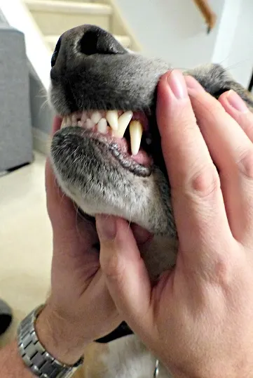 Brushing your dog's teeth