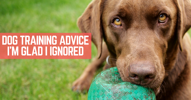 Dog training advice I'm glad I ignored