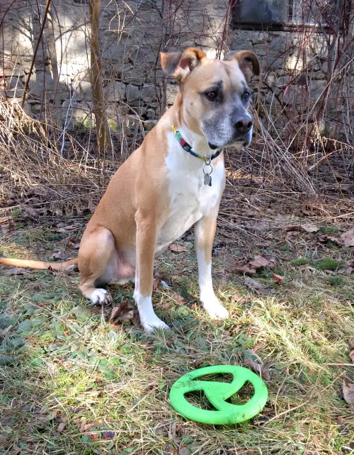 WO Design review - dog disc toy