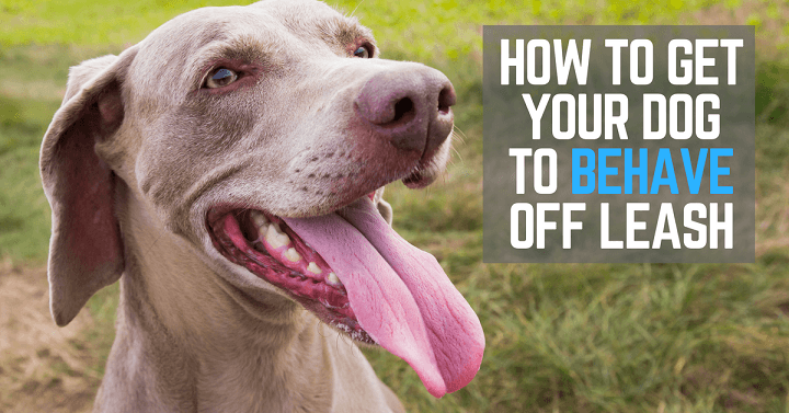 Get your dog to behave off leash