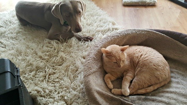Weimaraners and cats
