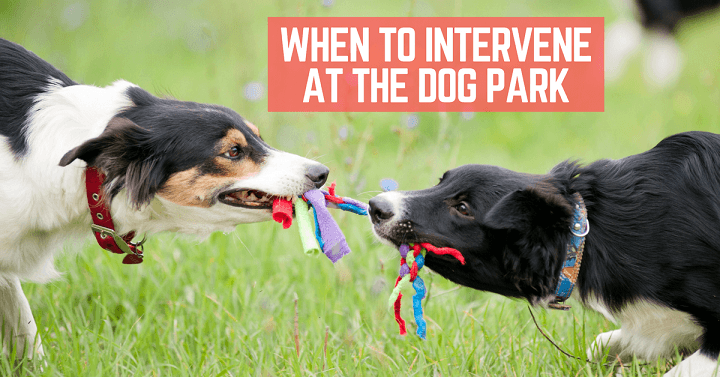 When to intervene at the dog park