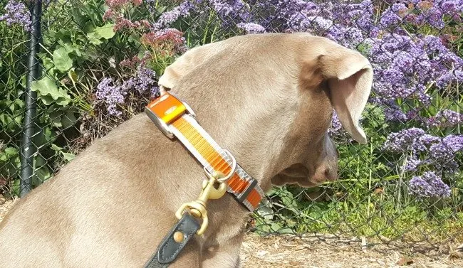 My dog Remy with the Kooloop dog collar