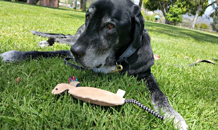 Mighty Paw leather squeaky toys review