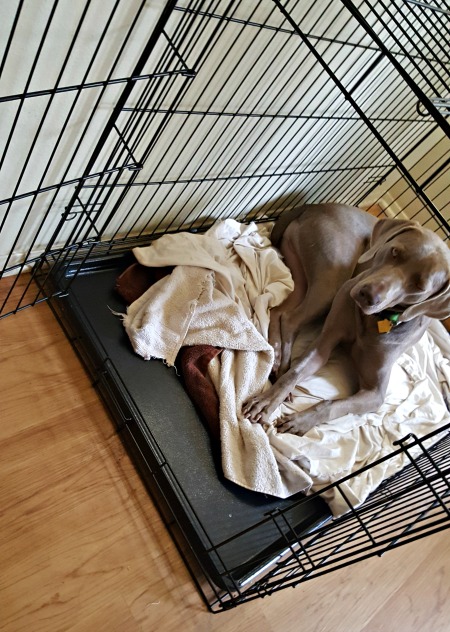 Is it mean to use a crate for dogs?