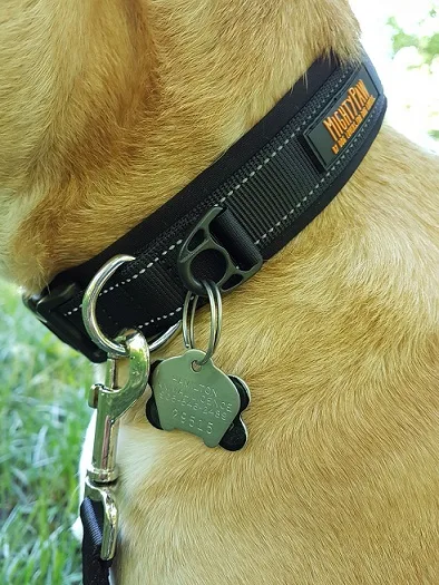 Baxter's Mighty Paw collar