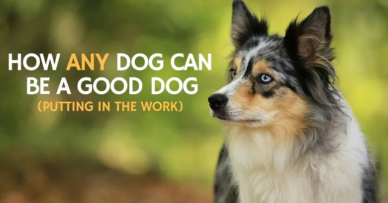 How any dog can be a good dog