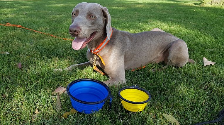 Mr. Peanut's Collapsible dog bowls review
