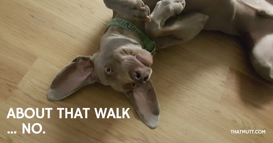 Dog refuses to walk meme