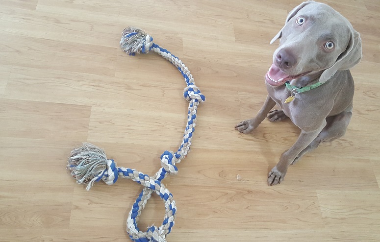 Durable rope toys for dogs