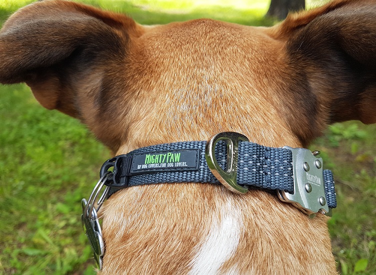 Mighty Paw metal buckle collar review