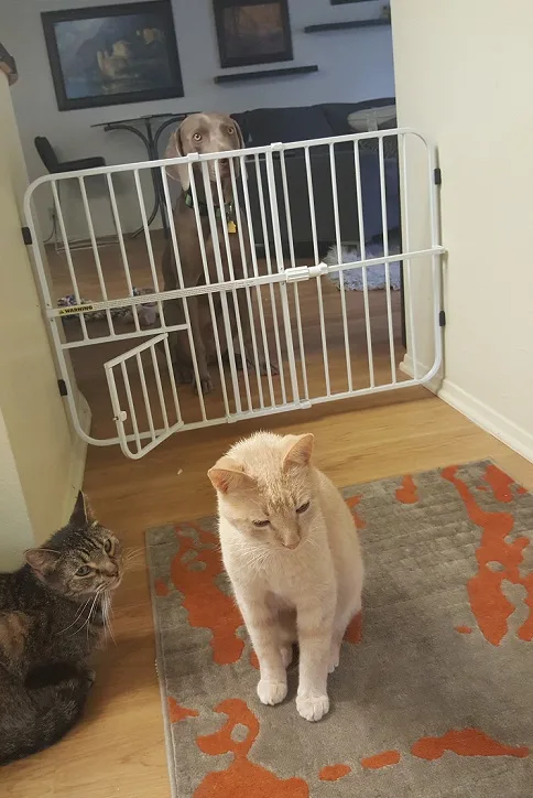Gate to stop dog from chasing cats
