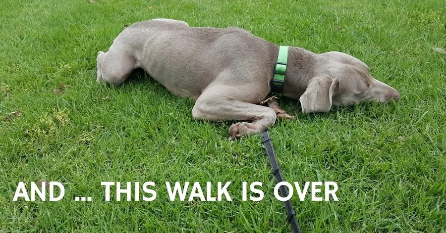 Dog refuses to walk meme