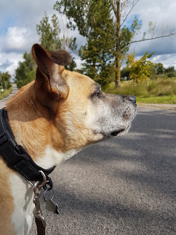 How to get my dog used to a new routine - Baxter on a walk