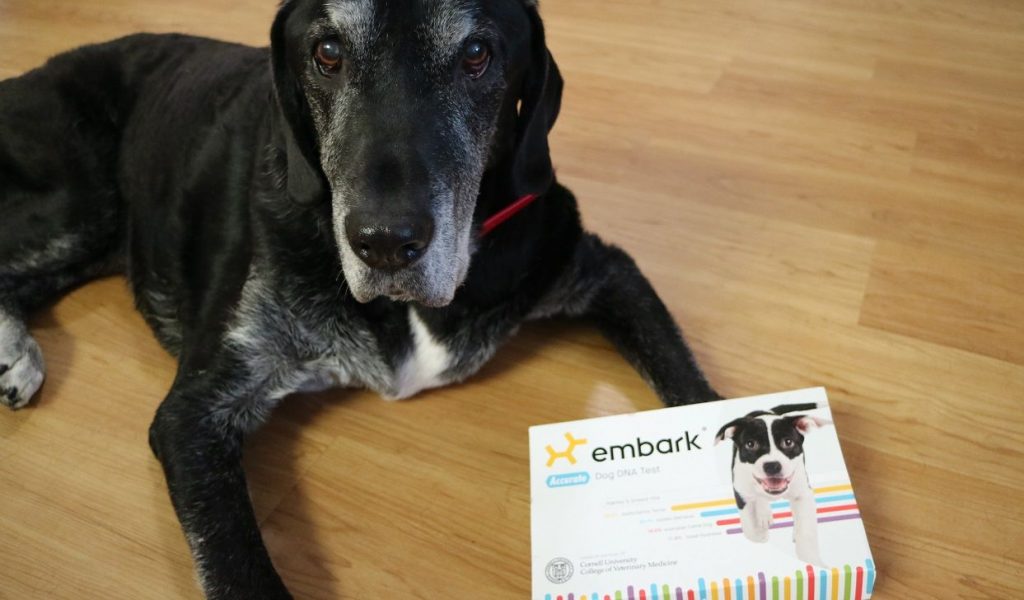 Embark dog DNA test review