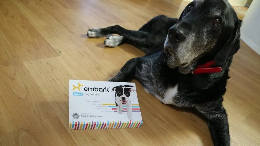 Embark dog DNA test review That Mutt