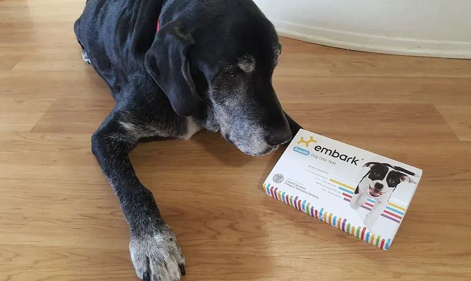 Embark dog DNA test review