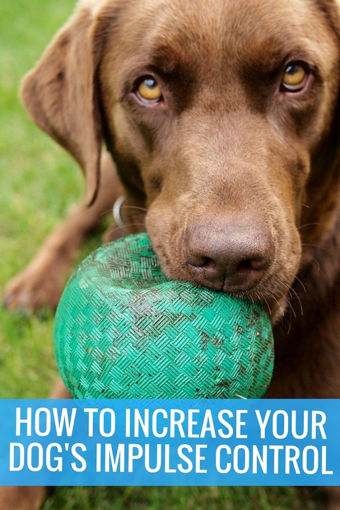 How to increase your dog's impulse control