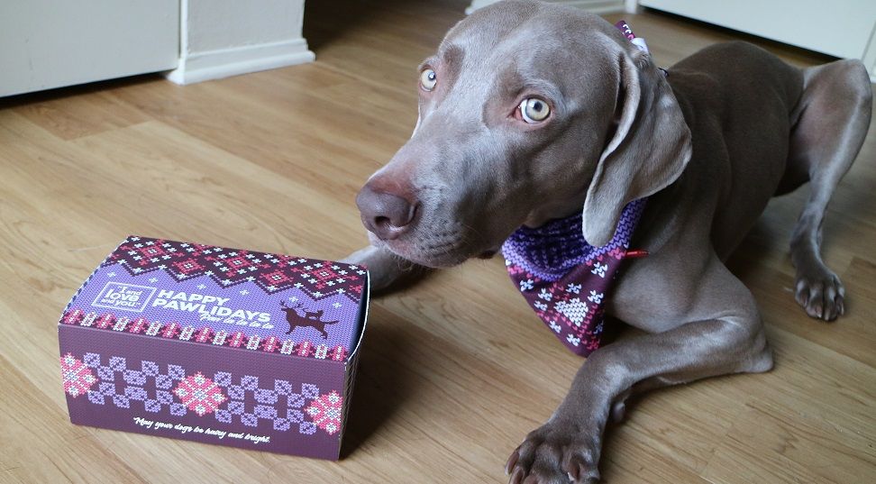 Holiday Dog Gift Boxes From I and Love and You