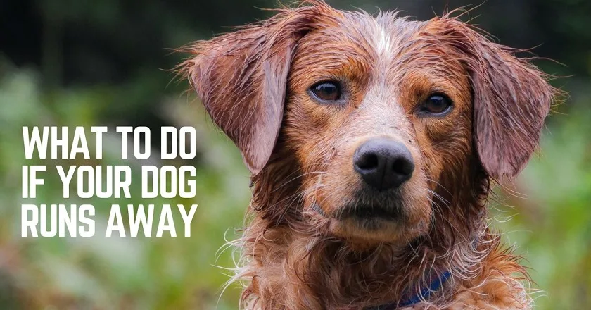 What to do if your dog runs away