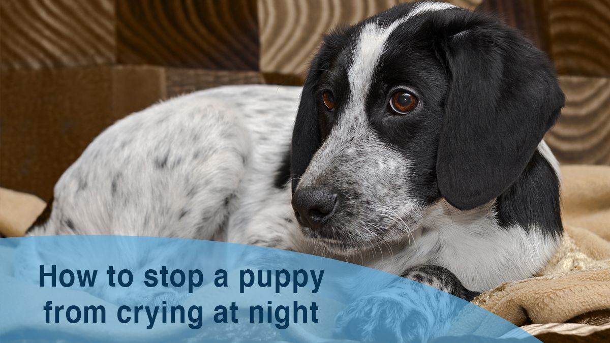 How Long Do Puppies Cry At Night? How to Stop A Puppy's Crying