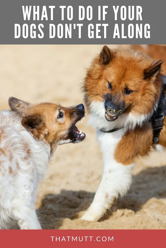 What to do if your dogs don't get along