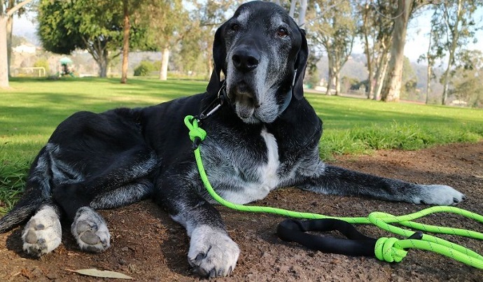 Mighty Paw rope leash review