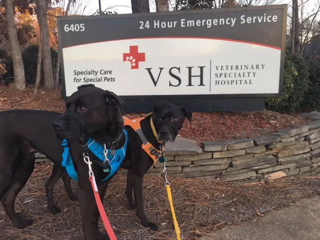 Missy and Buzz at Veterinary Speciality Hospital