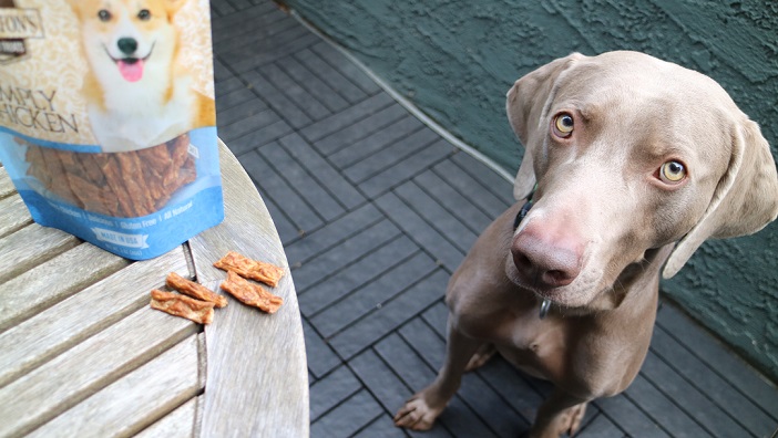 Remy my weimaraner with Dr. Dalton's Treats