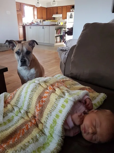 Planning the first greeting between your dog and baby