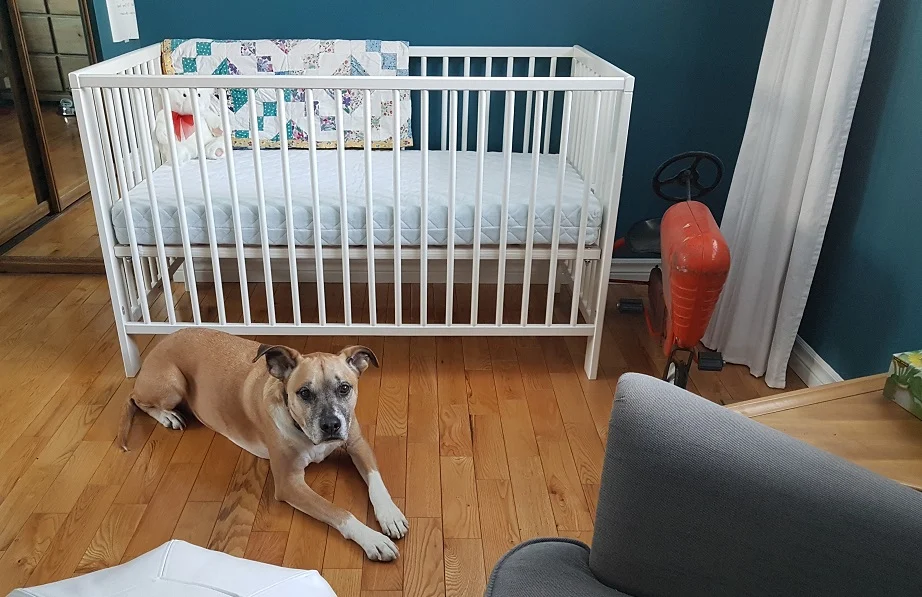 Baxter in the baby's room - safe spaces for your baby and your dog