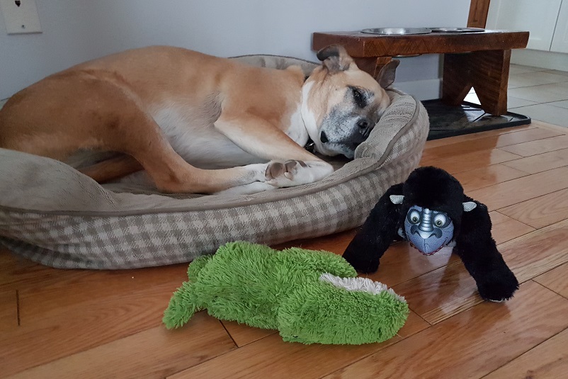Baxter on his dog bed - safe spaces for your baby and your dog