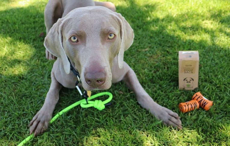 Remy with the earth friendly dog poop bags from Mighty Paw