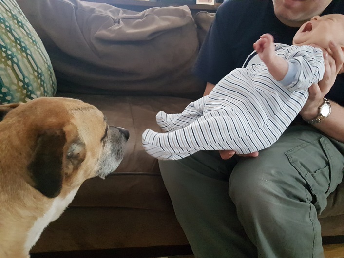 First greeting between your dog and baby