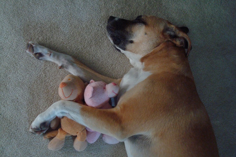 How to stop your dog from stealing baby toys