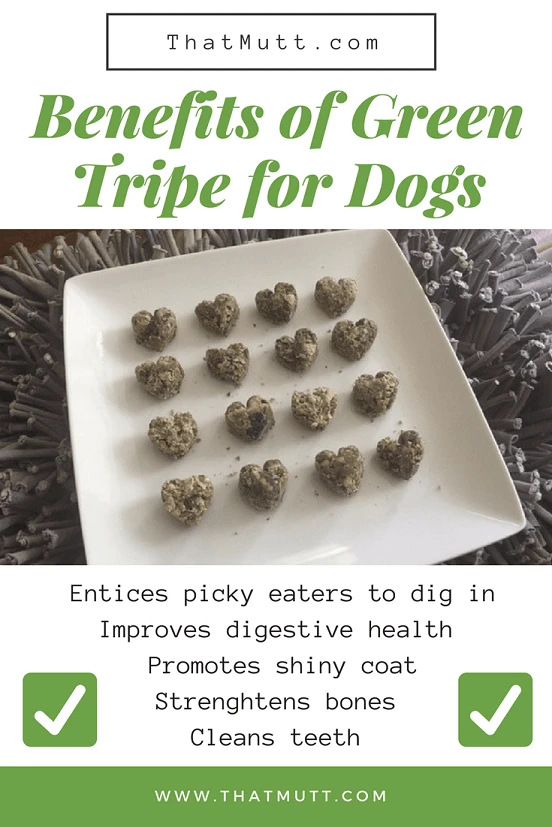 Green tripe for dogs - What are the benefits of green tripe for dogs?