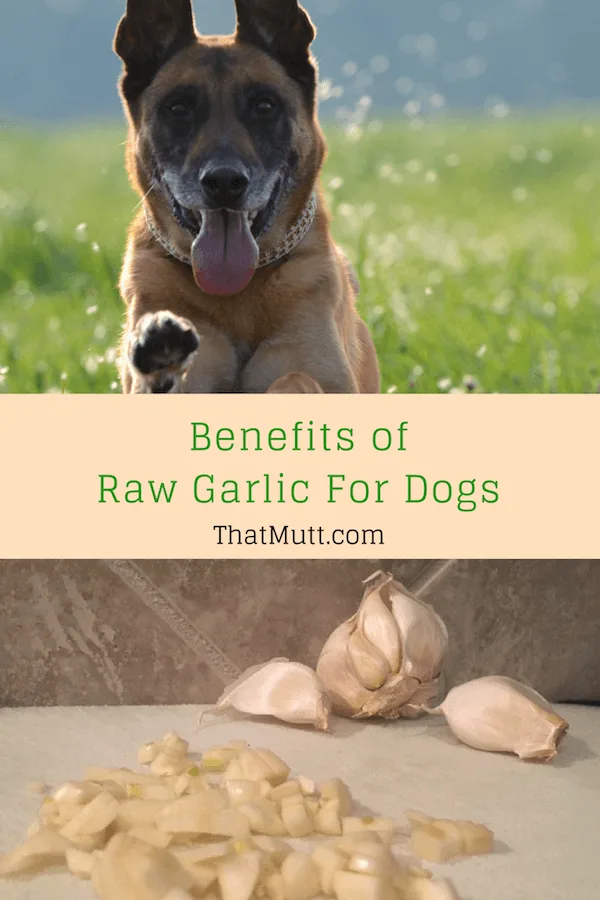 Benefits of raw garlic for dogs